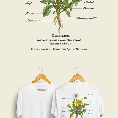 Clinical looking illustration of Dandelion plant